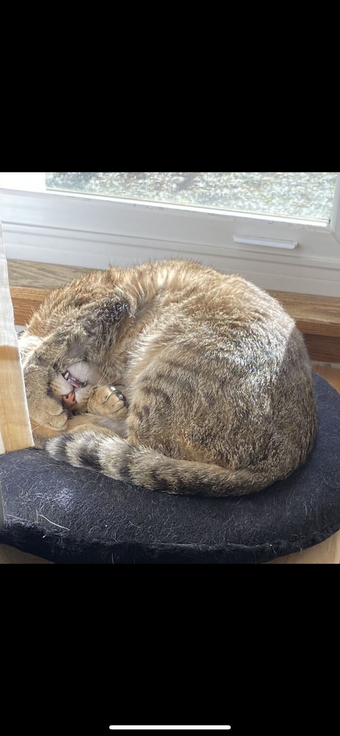 That Last Hit Of Catnip At Midnight Was One Too Many.l.