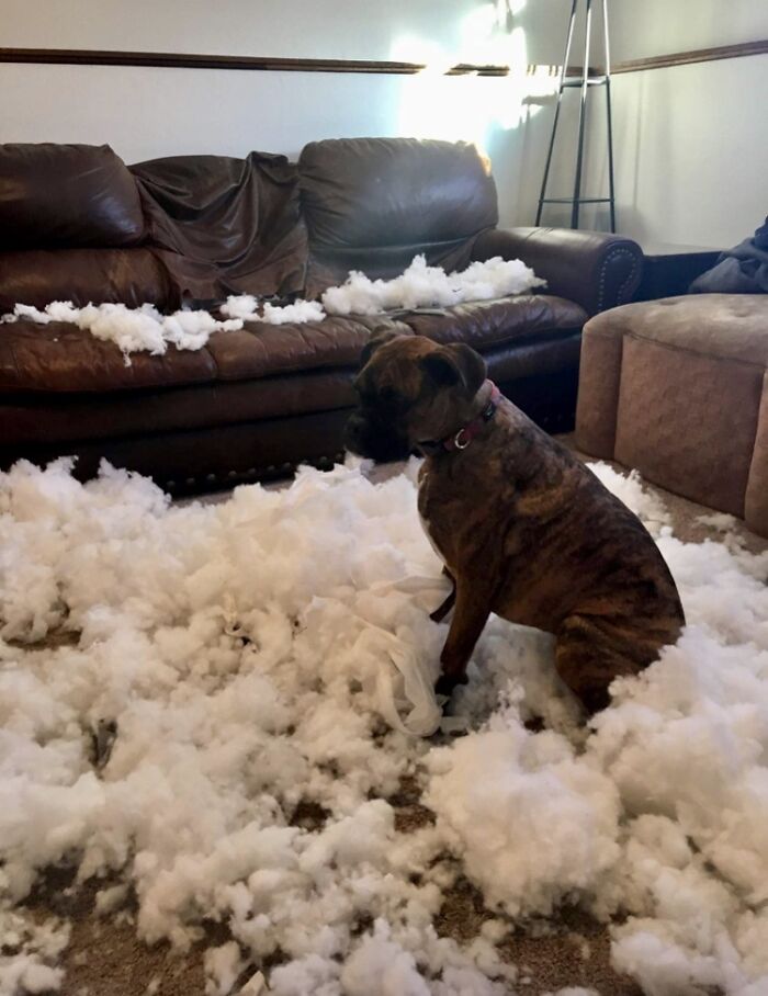 1 Yr Old Boxer Cece Further Distressed My Already Distressed Leather Couch