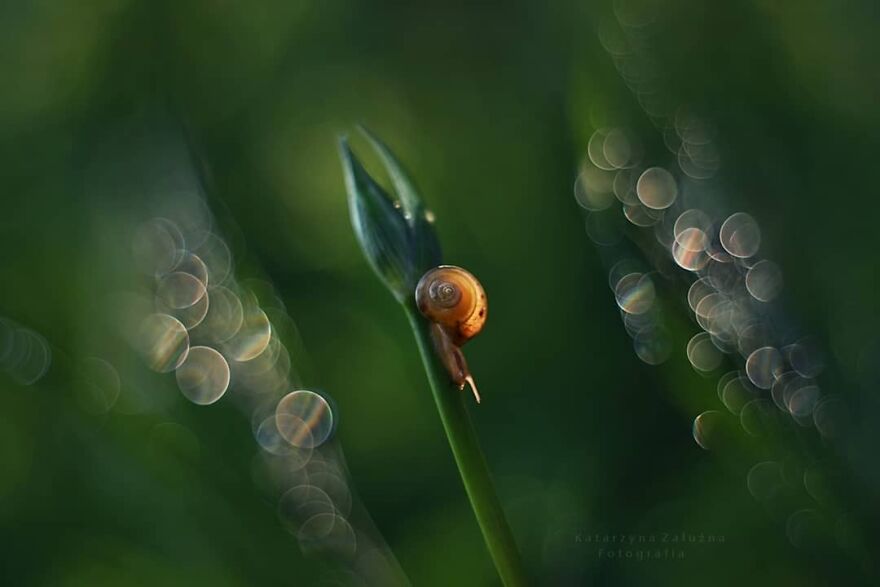 Snails In Bokeh