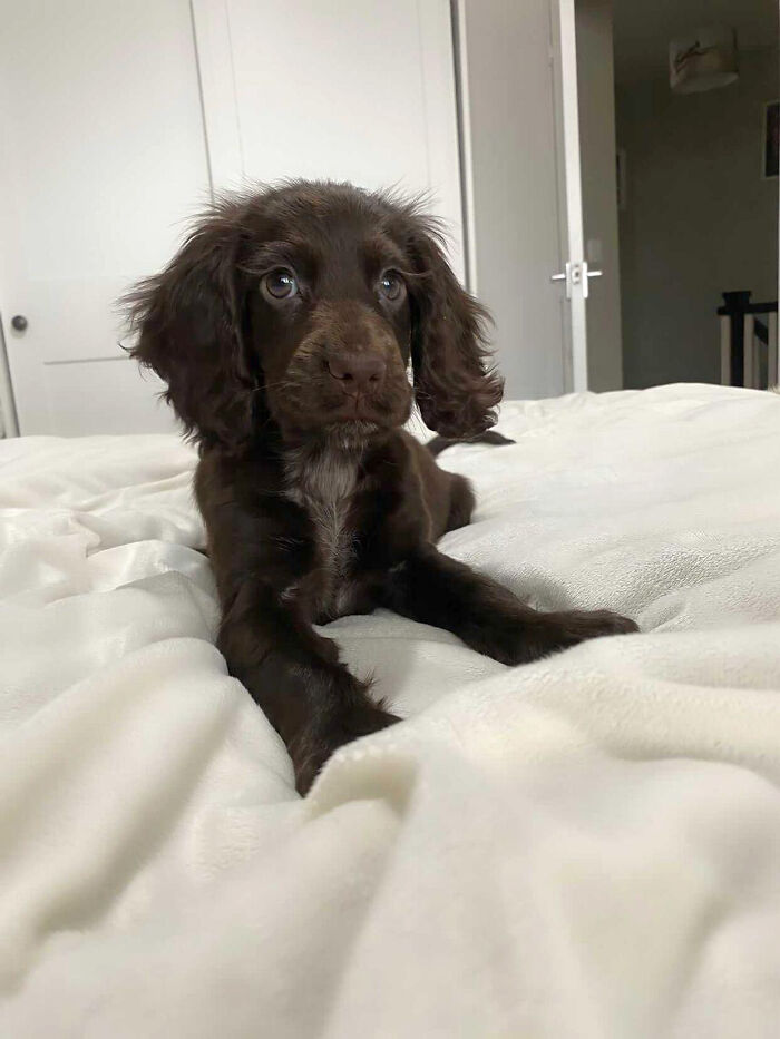 Video Of Cocker Spaniel With "Disney" Looks Goes Viral On TikTok