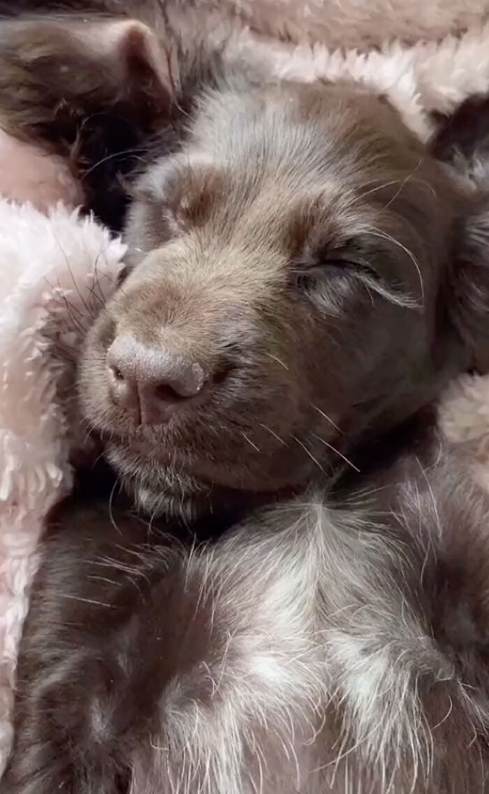 Video Of Cocker Spaniel With "Disney" Looks Goes Viral On TikTok Video Of Cocker Spaniel With "Disney" Looks Goes Viral On TikTok