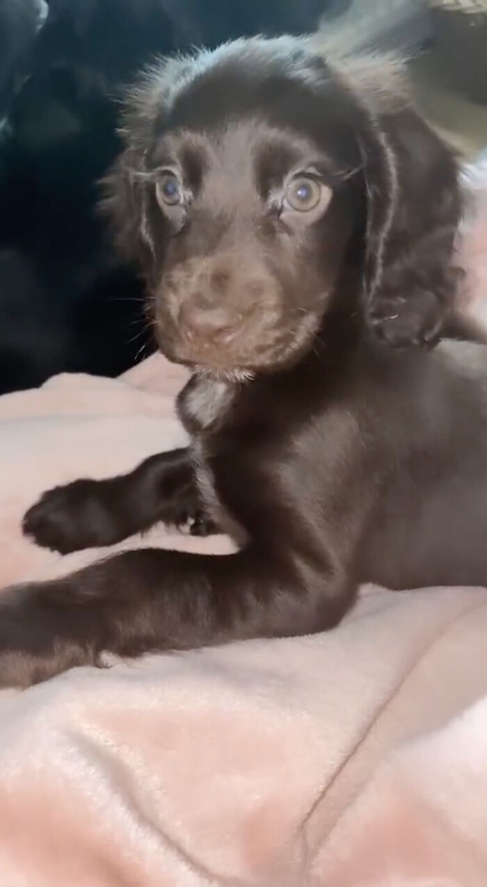 Video Of Cocker Spaniel With "Disney" Looks Goes Viral On TikTok Video Of Cocker Spaniel With "Disney" Looks Goes Viral On TikTok