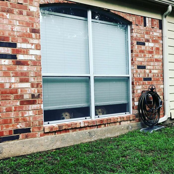 Keeping A Close Eye On The Humans