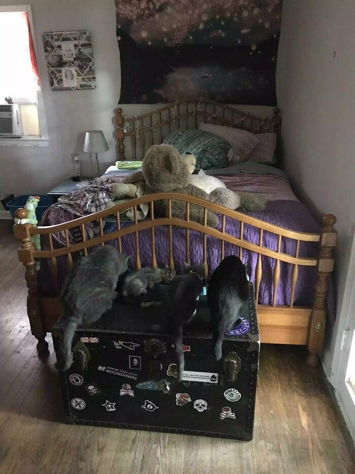 Kua, Momo, Kaya, And Einstein