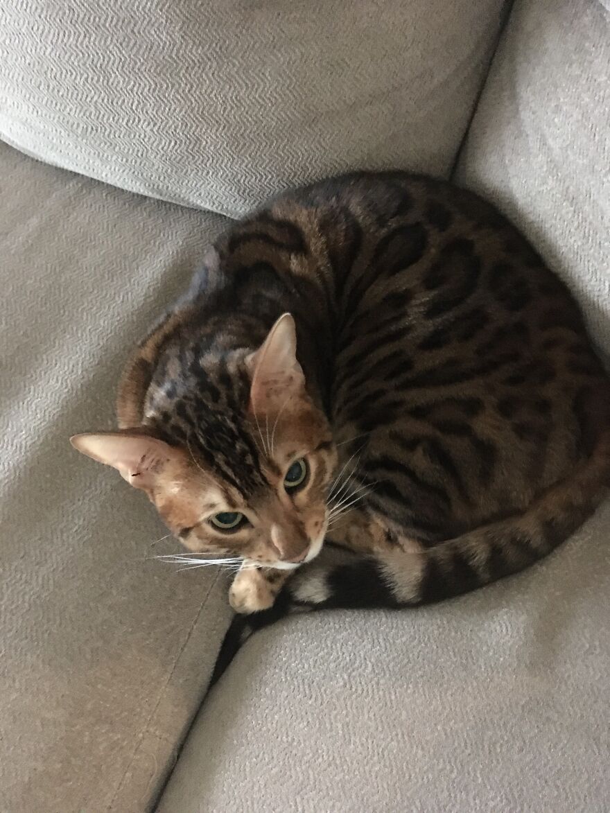 This Cat Loves Chilling So I Took An Adorable Picture!