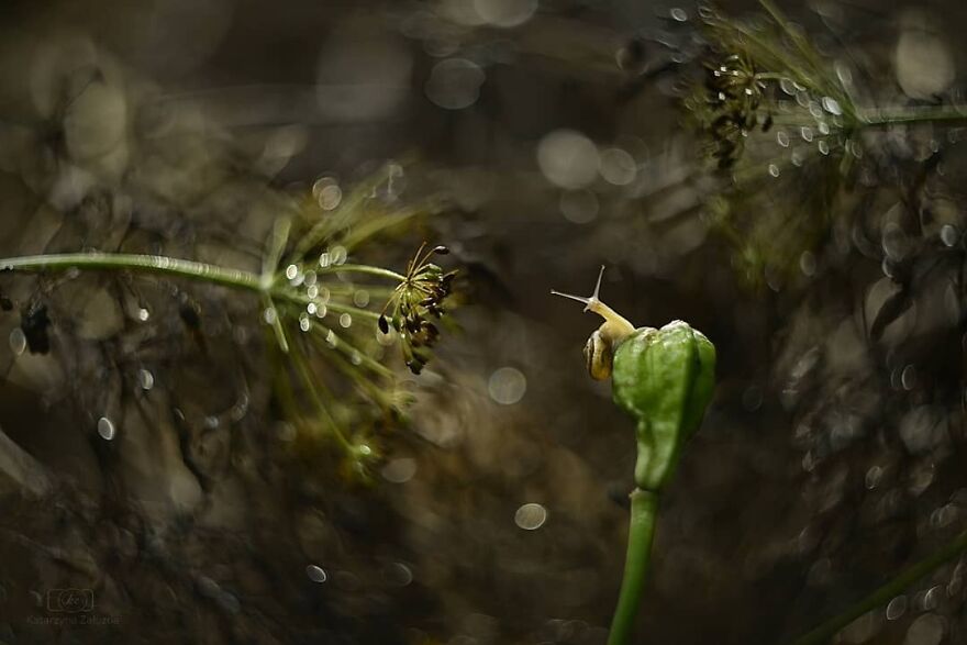 Snails In Bokeh
