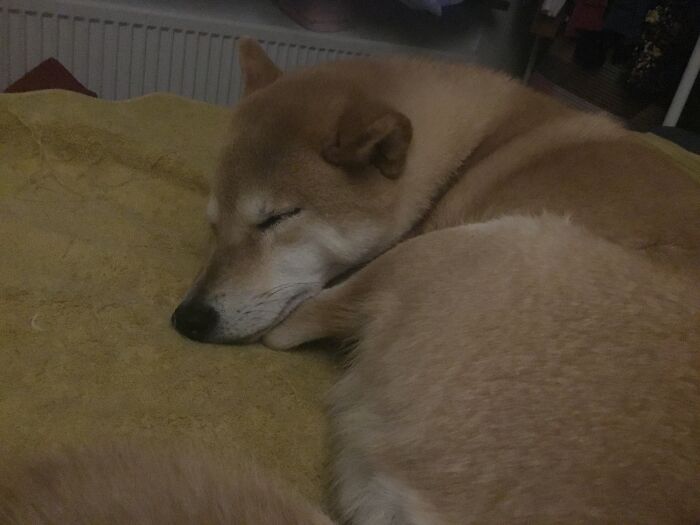 Sleeping Next To Me Like She Does Every Night