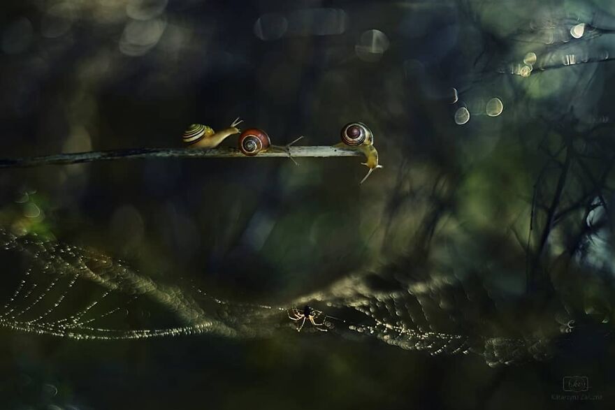 Snails In Bokeh