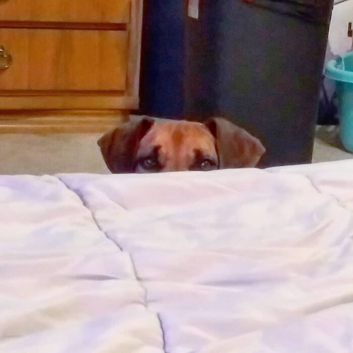 Alexa, Play "Somebody's Watching Me" By Rockwell