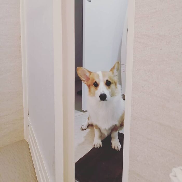 Me Not Peeping. I'm A Brilliant Swimmer. Need To Rescue Hooman If She Got Drown