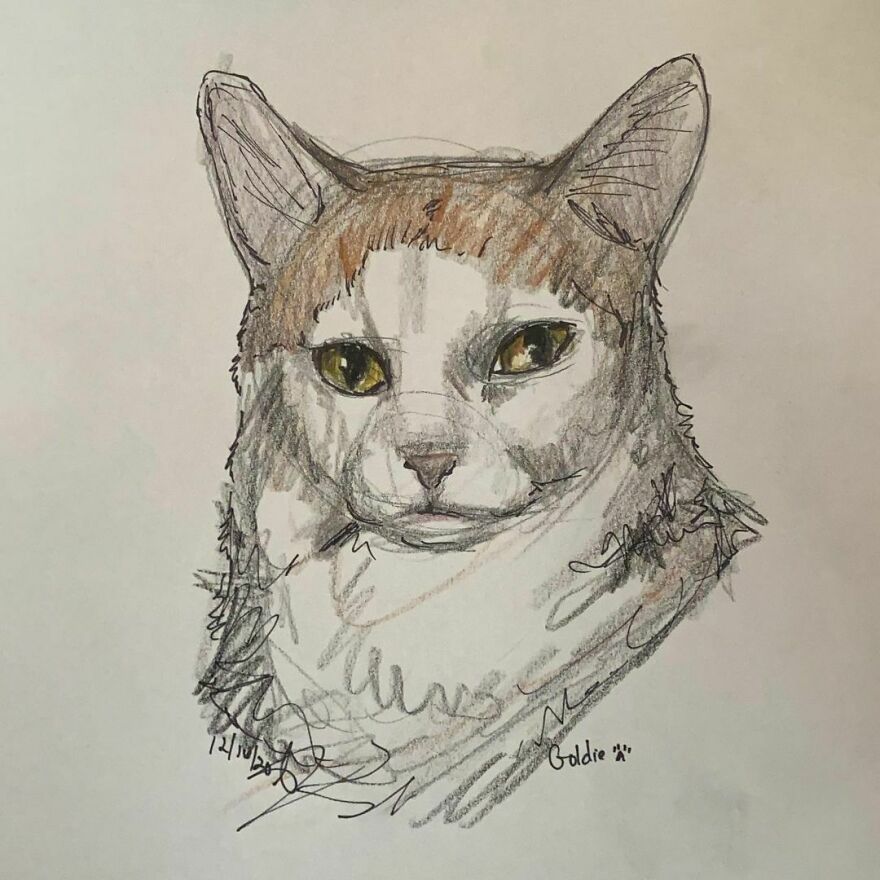 Pet Portraits For Charity