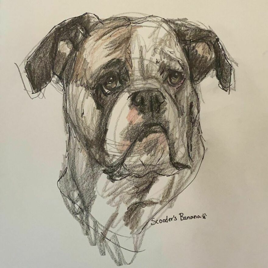 Pet Portraits For Charity