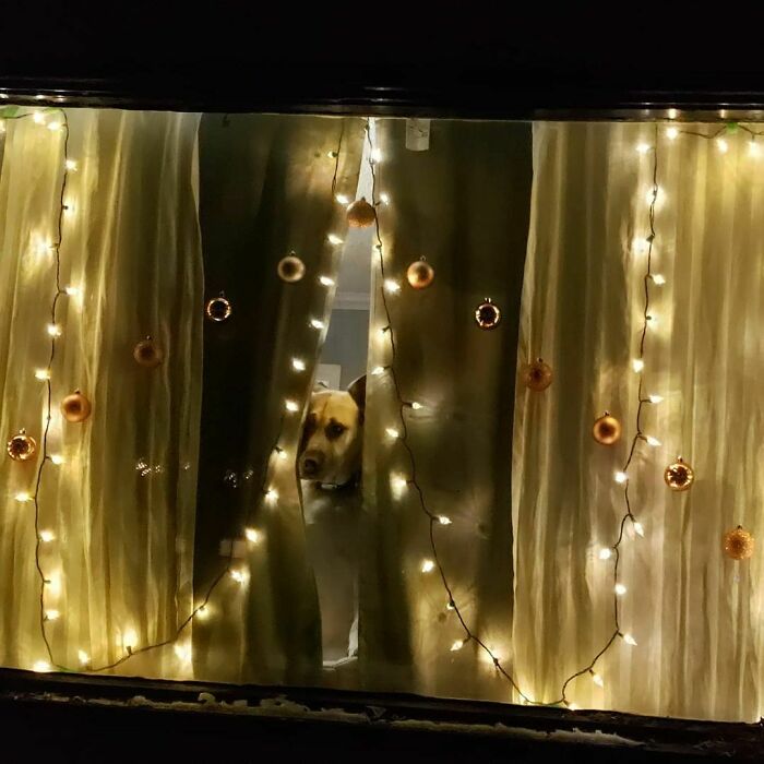 Photobomb While My Humans Are Trying To Show Off My Window. I Didn't Agree To This But I'll Allow It