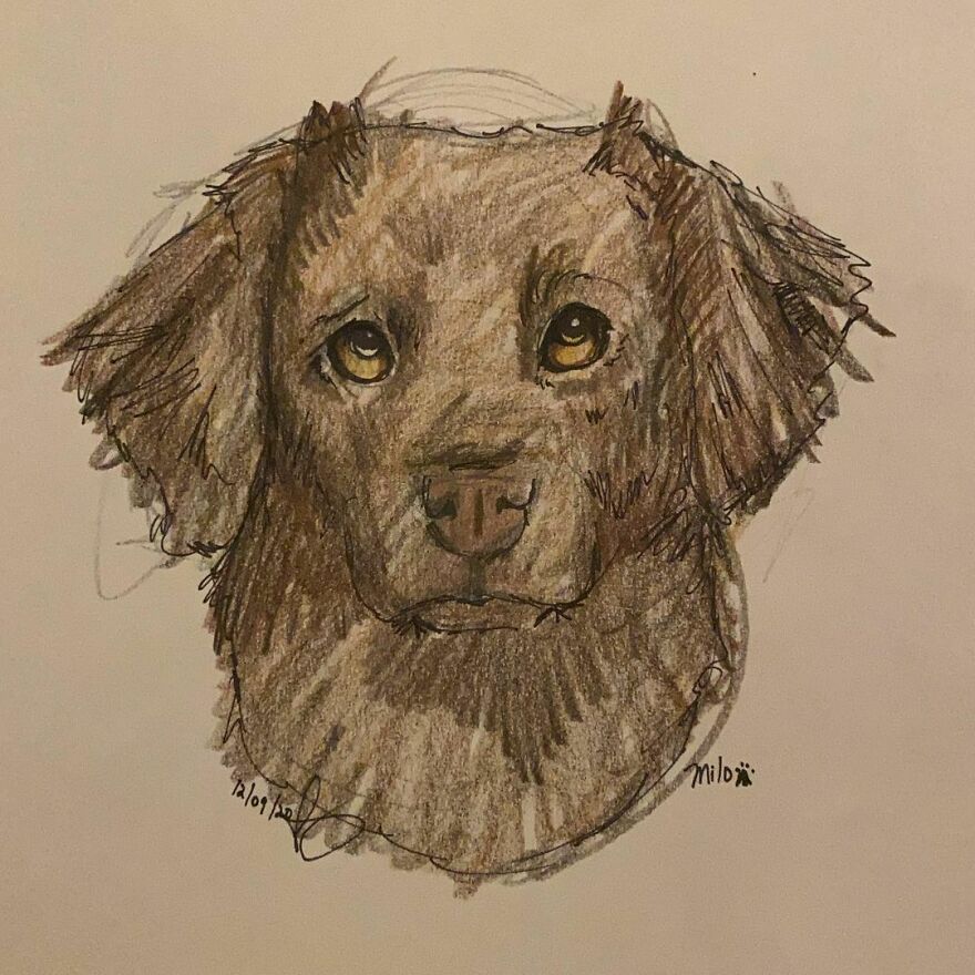 Pet Portraits For Charity