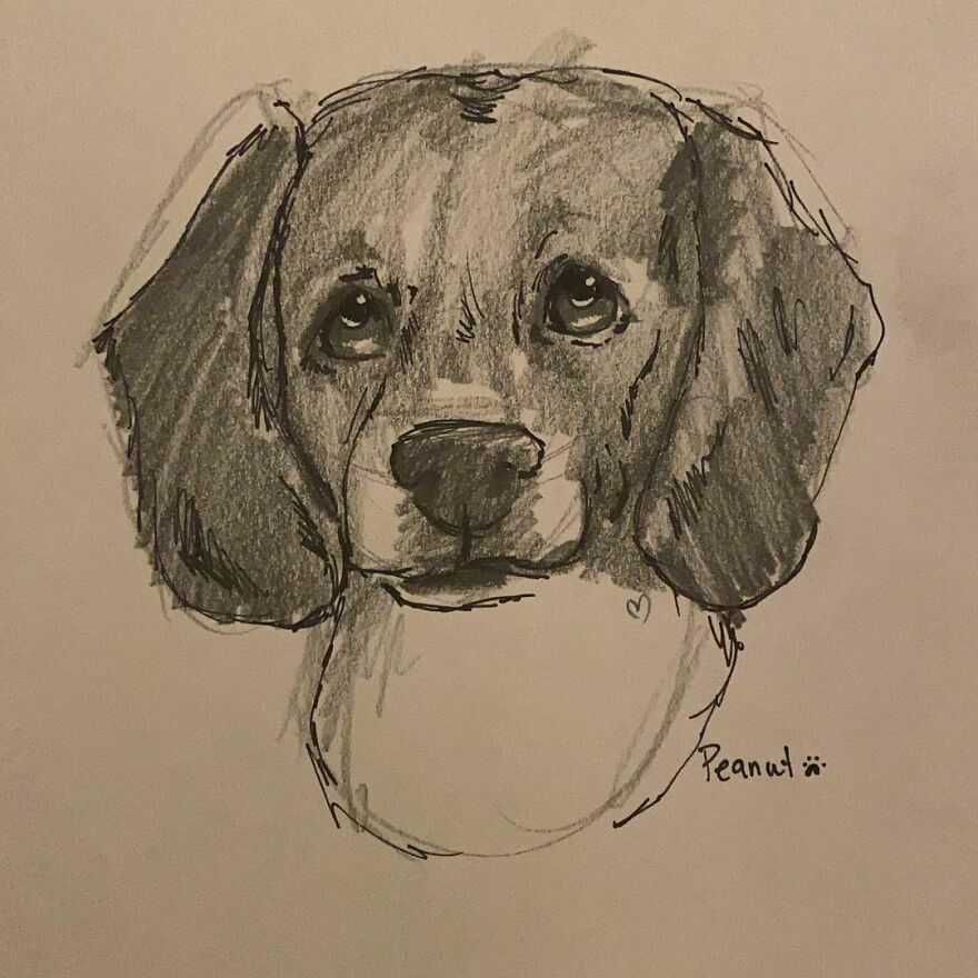 Pet Portraits For Charity