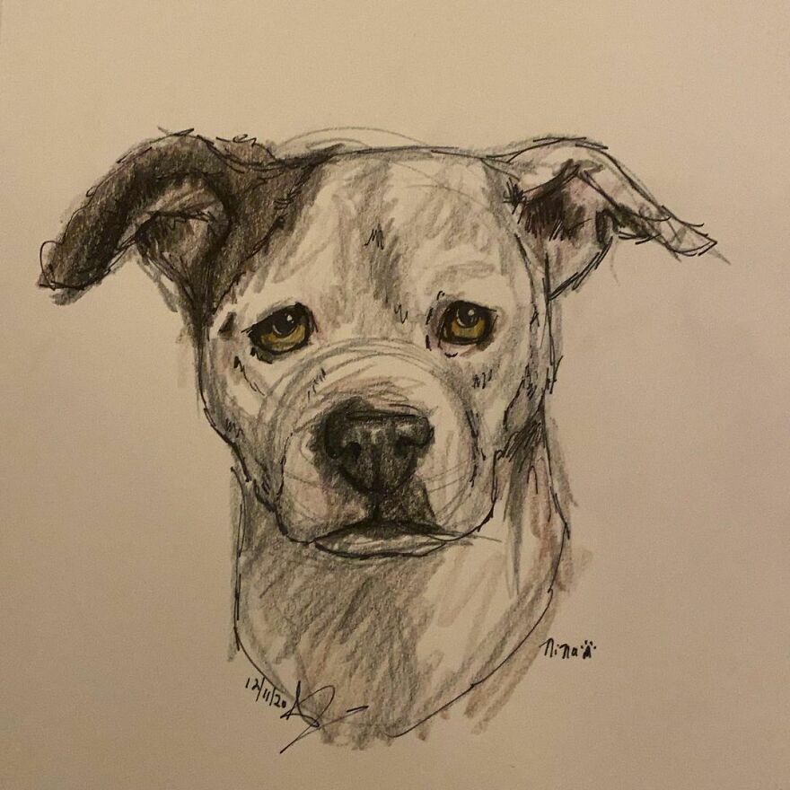 Pet Portraits For Charity