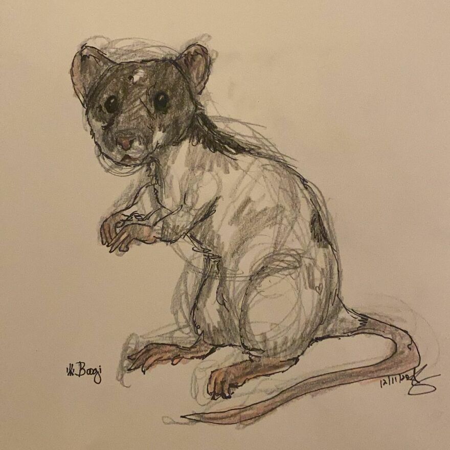 Pet Portraits For Charity