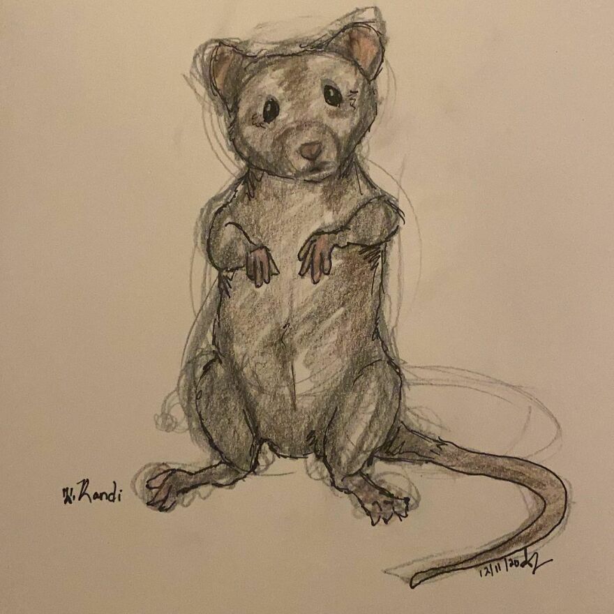 Pet Portraits For Charity