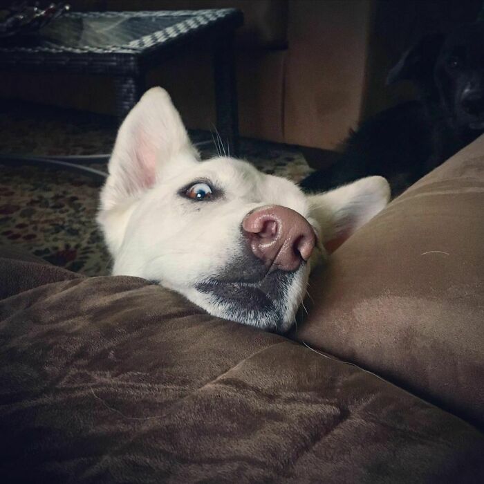 Peeking Into The First Monday Of 2021. Can You Spot Kodi Too?