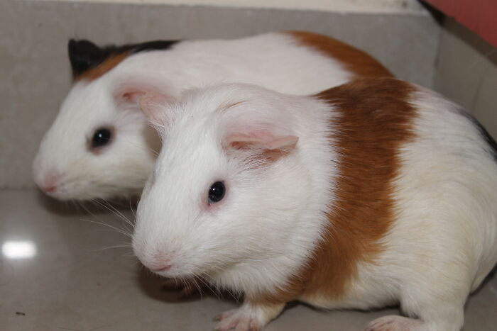 Cookie And Bickie Staring At The Camera Together