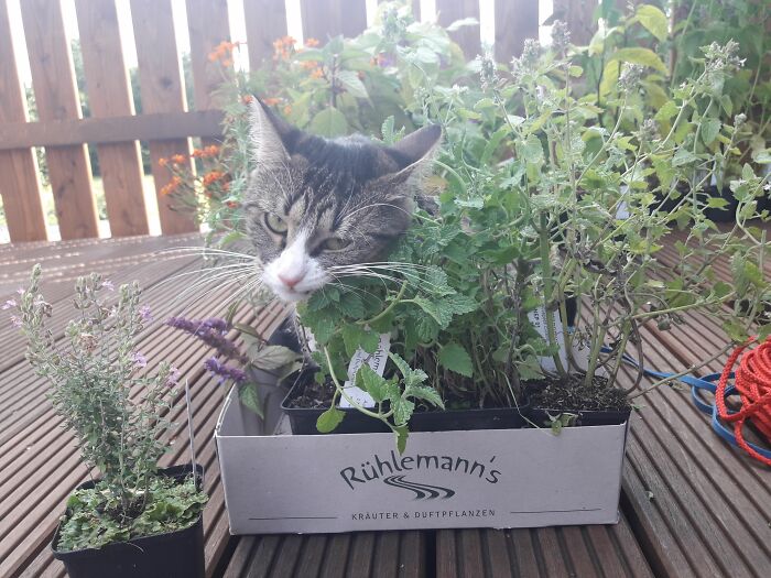 Catnip Delivery
