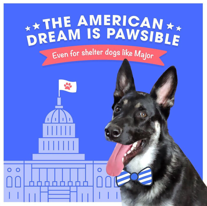 Major Biden, First Rescue Dog In The White House, Had A Virtual "Indoguration" That Attracted 10,000 Viewers Major Biden, First Rescue Dog In The White House, Had A Virtual "Indoguration" That Attracted 10,000 Viewers