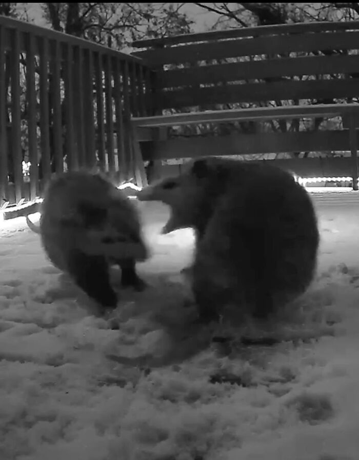 I Said Good Day, Sir!