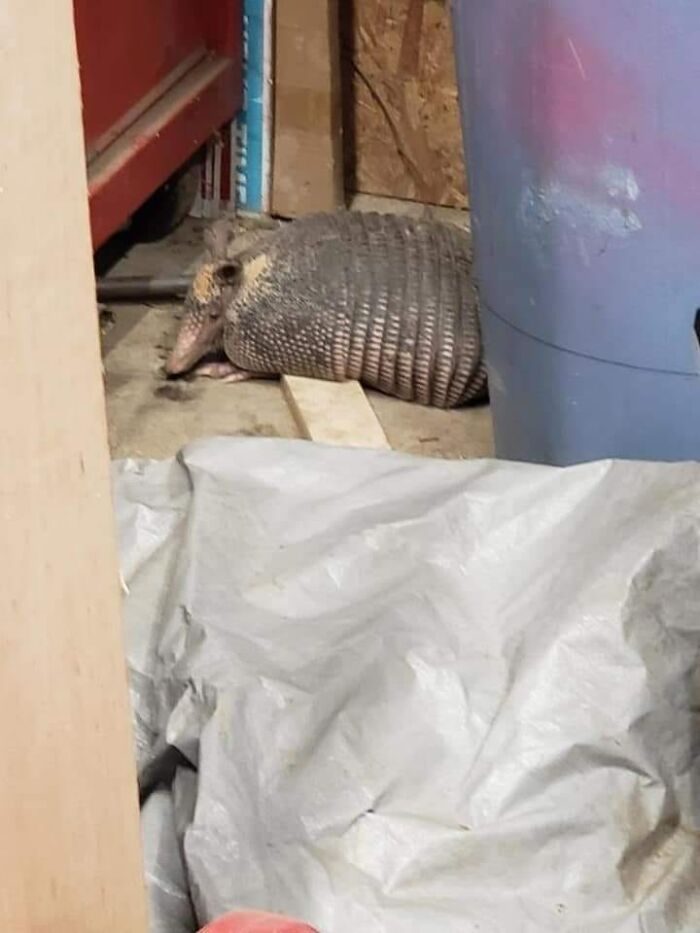 Hiding In Plain Sight All Day Until I Literally Tripped Over Him. My 4 "Watch" Dogs Are Fired