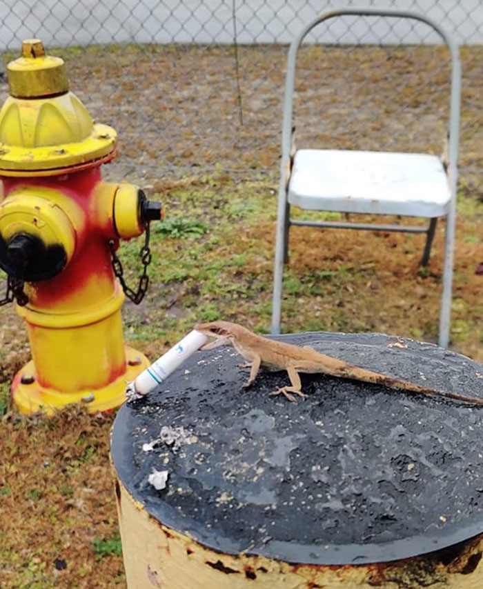 Geckos On Military Bases Are Bad-A**