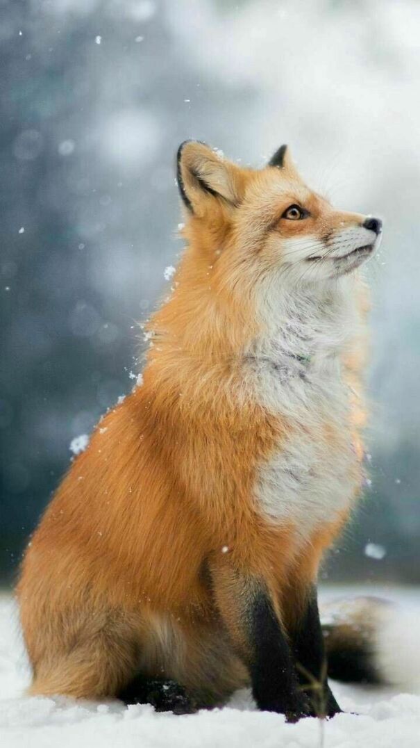 Cute-Fox-6001f32d64e5a.jpg