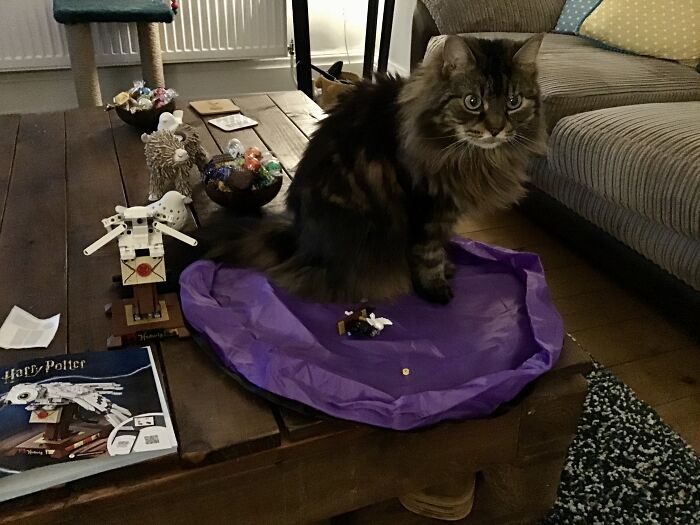 She Likes To Help Me Build LEGO!