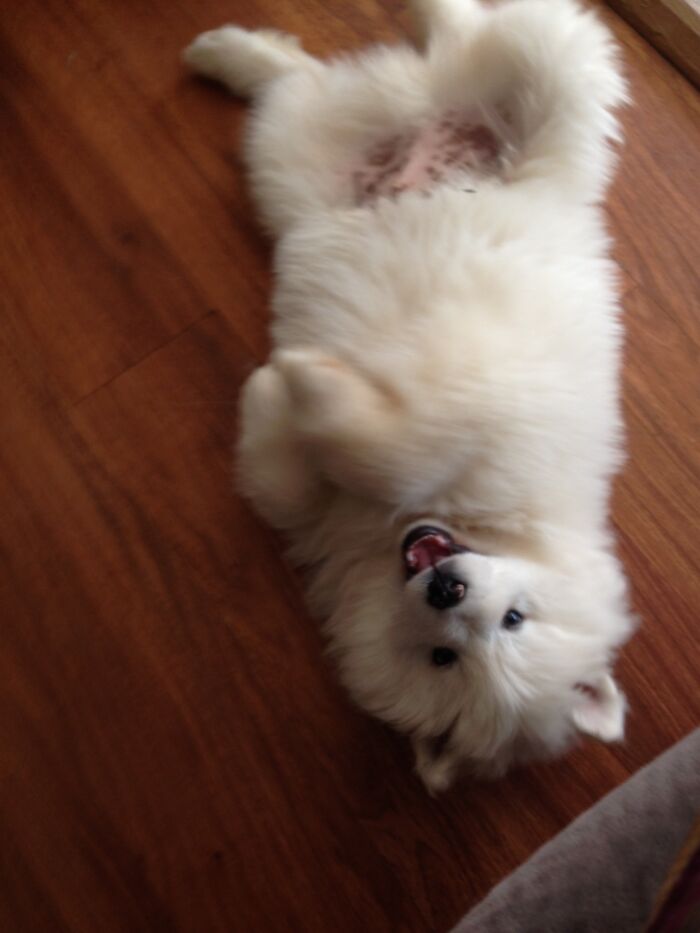 Apollo Has Always Been A Happy Boy