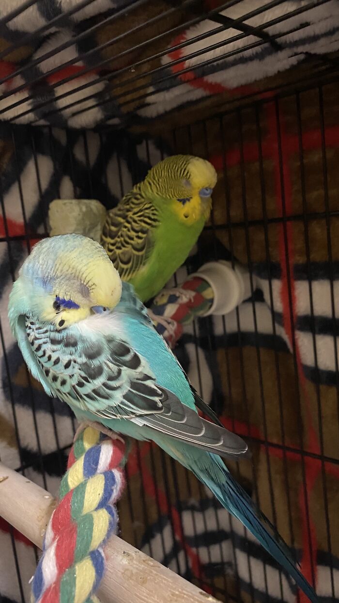 It’s Tiring Being So Cute