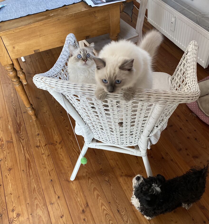 I Can Make Two Cats And A Dog Appear Out Of Nowhere By Opening The Fridge