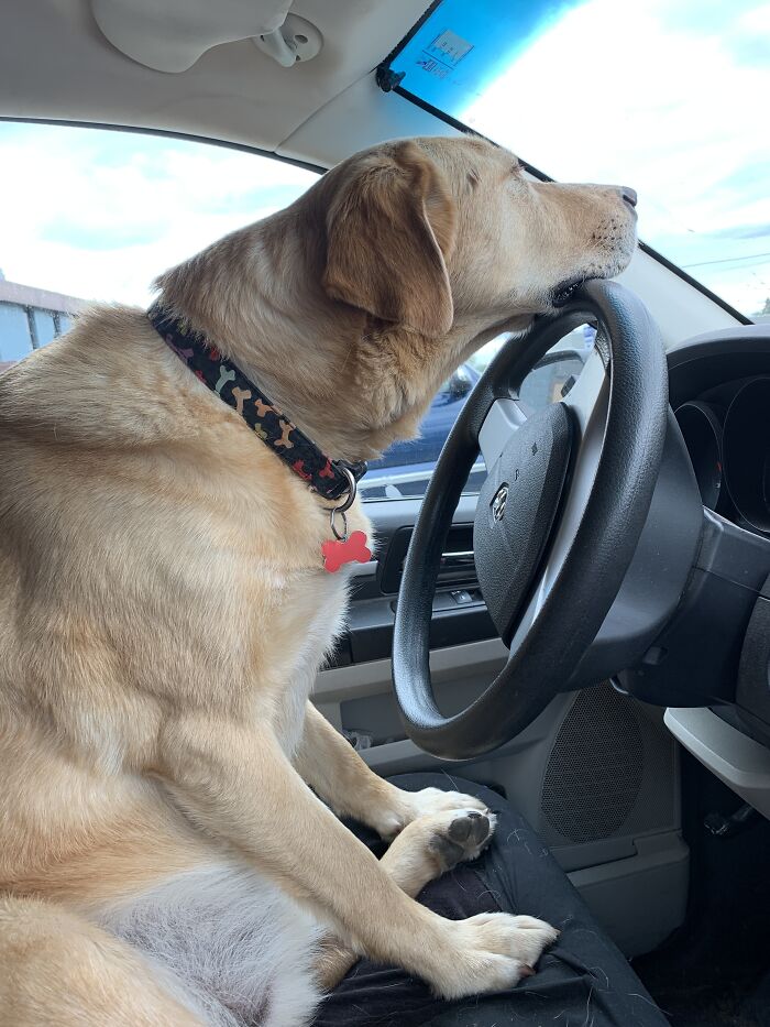 Someone Had To Wait Outside For The Doctor...