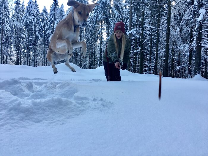 Told Her To Search A Hidden Treat. She Became A Humongous Flying Pig Unwilling To Get Colder Than Any Necessary