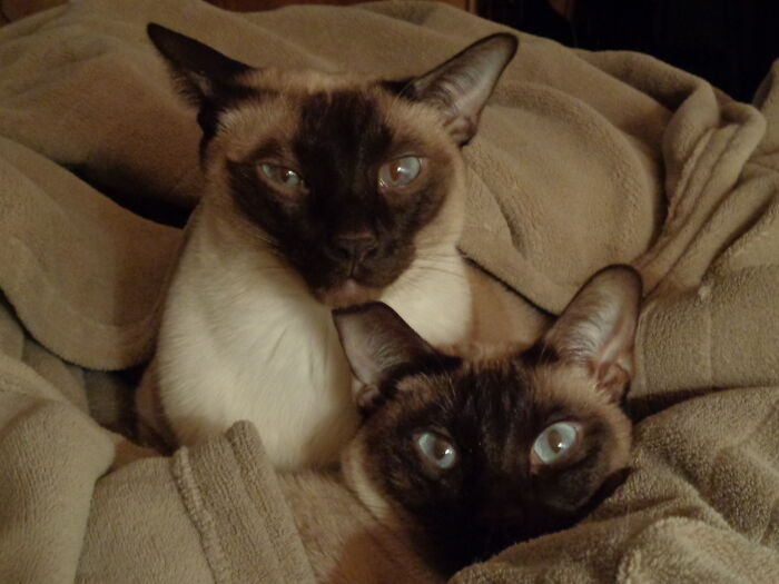 Hibernating For The Winter. They Love Electric Blankets.