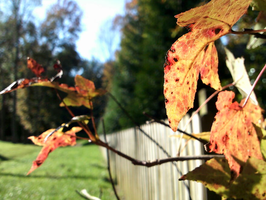 I Took This On The Side Of My Yard