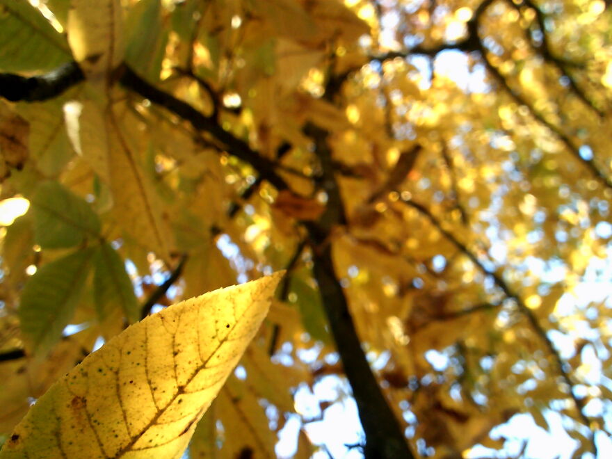 Yellow Leaves