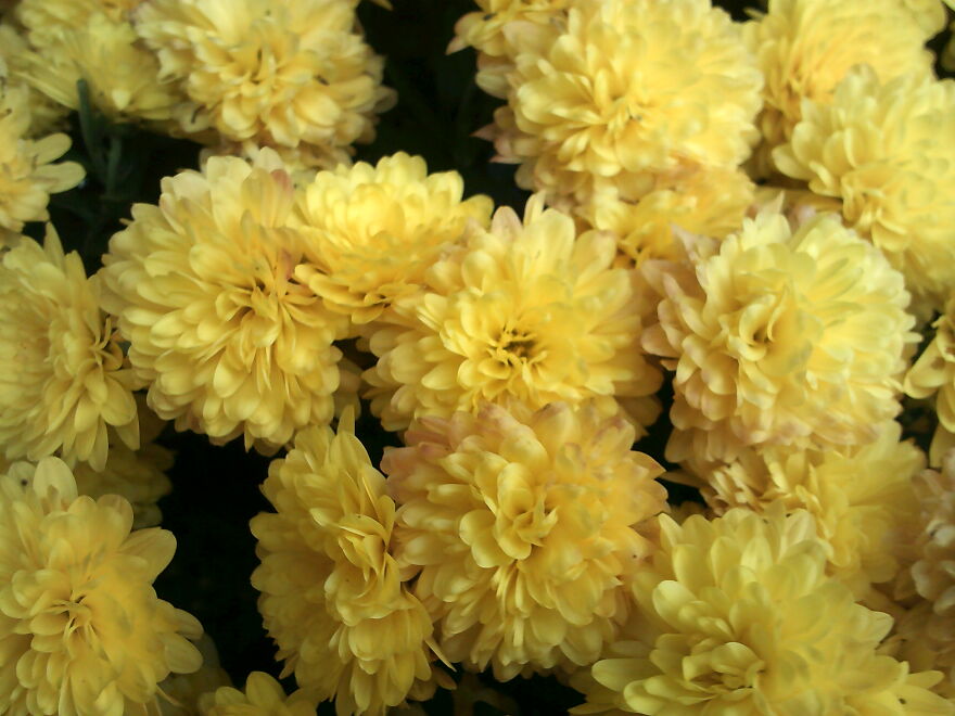 Autumn Mums