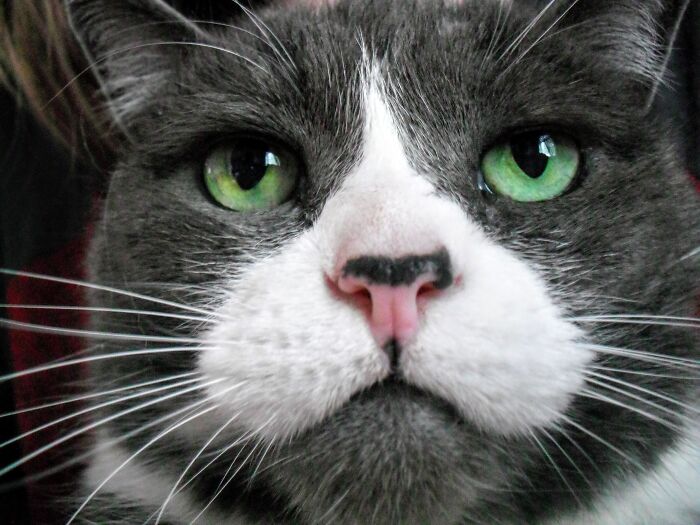 This Is Lucy! She Has Teeth Problems, And Can Only Squeak, But For A 12 Year Old, She's Pretty Healthy!!