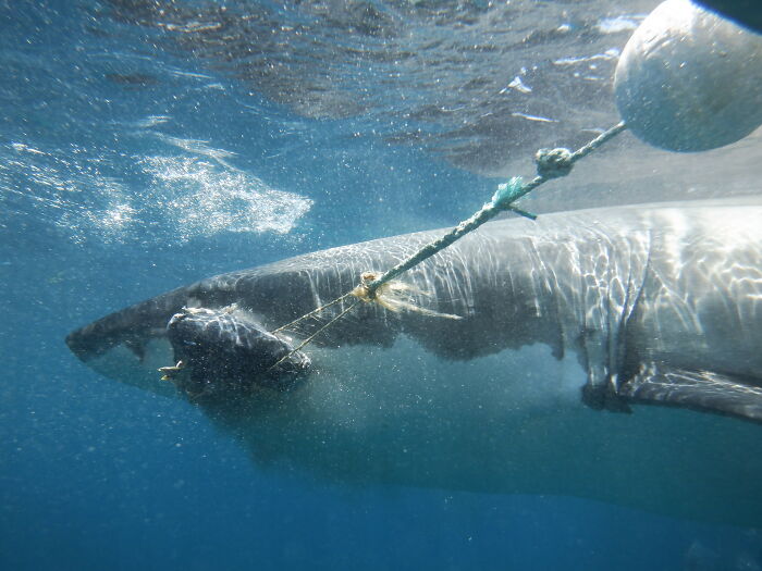Cage Diving At Neptune Islands, South Australia