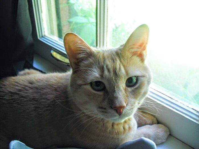 Let Me Watch The Birds In Peace, Human!