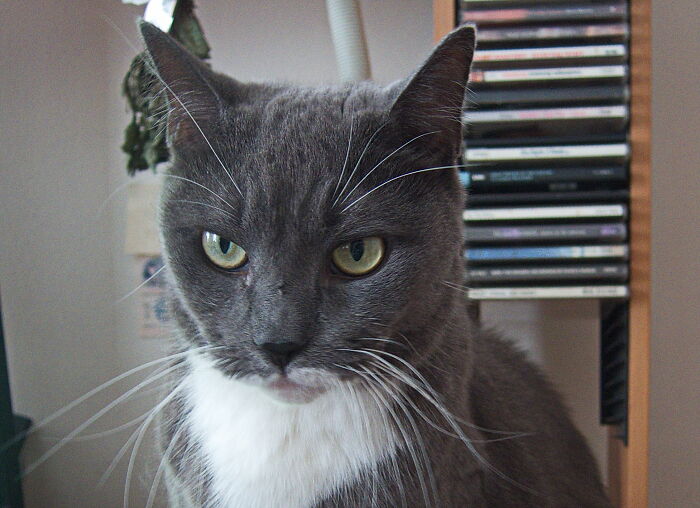 This Is My 12 Y.o Cat Maritza. She Is Gray Taxedo. We Found Her When She Was About Two Month Old. She Is Very Shy Cat. She Lives Under Sofa And Comes Out Only When It's Time To Get A Food. She Has No Teeth And Her Diet Is Only Wet Food. It Is Not Easy To Love Her. She Almost Never Lets To Pet Her, Never Sits On Laps. No One Can Come Close To Her When She Is On The Floors.