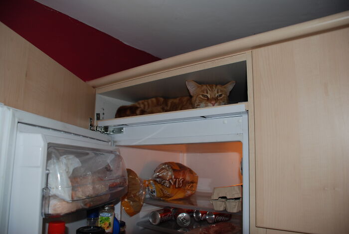 Pablo, The Ginger Ninja.....