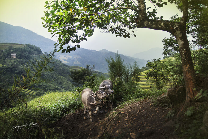 My 29 Pictures That Show The Relationship Between Buffalos And Vietnamese Farmers
