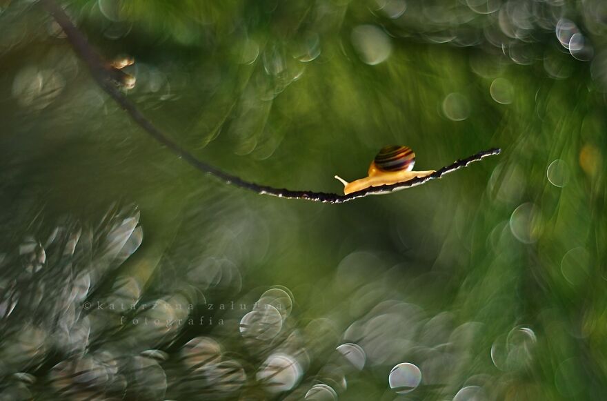 I Took Macro Pictures Of Snails In Bokeh (30 Pics)