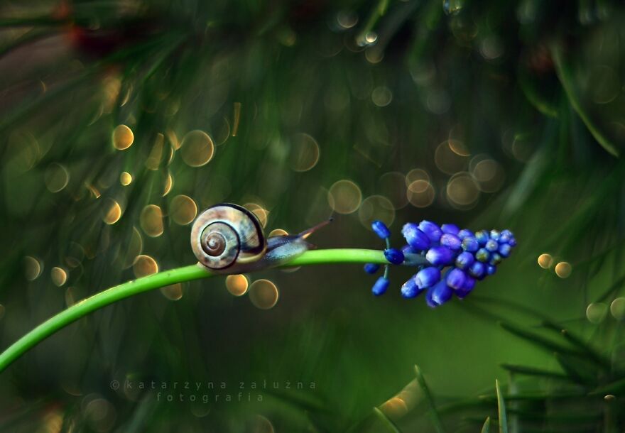 I Took Macro Pictures Of Snails In Bokeh (30 Pics)