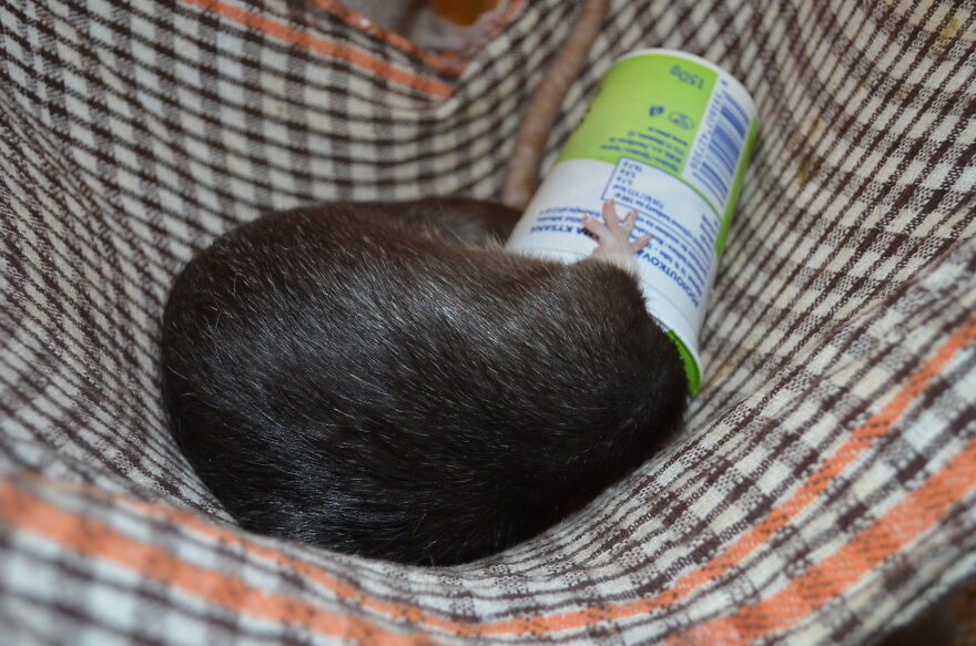 This Is Bota, Our Sour Cream Lover