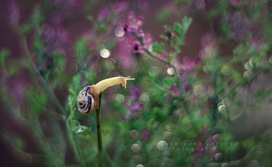 I Took Macro Pictures Of Snails In Bokeh (30 Pics)